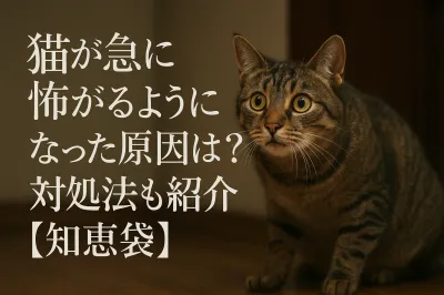 猫が急に怖がるようになった原因は？対処法も紹介【知恵袋】