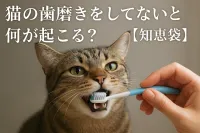 猫の歯磨きをしてないと何が起こる？【知恵袋】