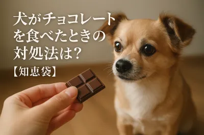 犬がチョコレートを食べたときの対処法は？【知恵袋】