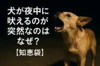犬が夜中に吠えるのが突然なのはなぜ？【知恵袋】