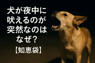 犬が夜中に吠えるのが突然なのはなぜ？【知恵袋】