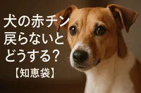 犬の赤チン戻らないときどうする？【知恵袋】