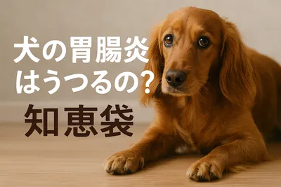 犬の胃腸炎はうつるの?【知恵袋】