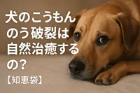 犬のこうもんのう破裂は自然治癒するの？【知恵袋】
