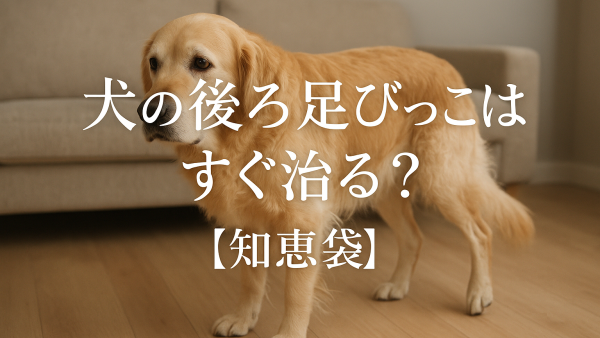 犬の後ろ足びっこはすぐ治る？【知恵袋】