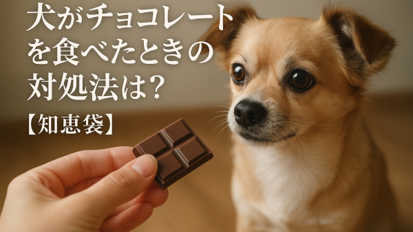 犬がチョコレートを食べたときの対処法は？【知恵袋】