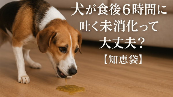 犬が食後6時間に吐く未消化って大丈夫？【知恵袋】